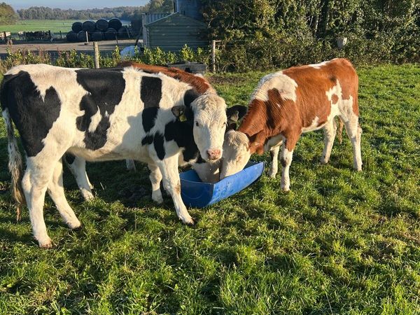 Fleckvieh maiden heifers - Main image