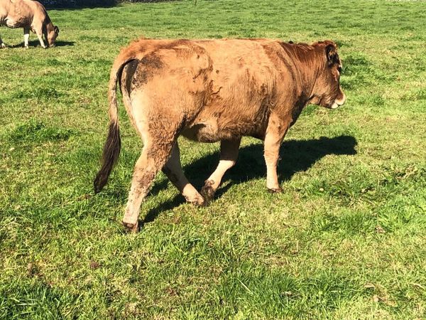 Organic suckler heifers - Main image