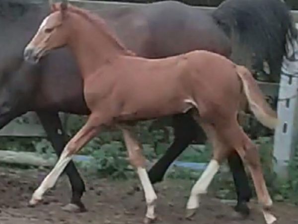 Mares for Sales - Main image