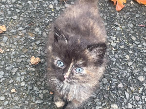 Kittens - Main image