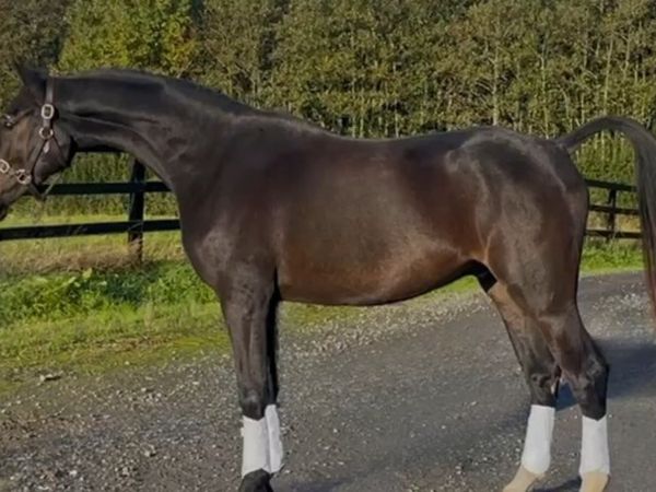 Pegase Van't Ruytershof  3yr old   Lot  503 - Main image