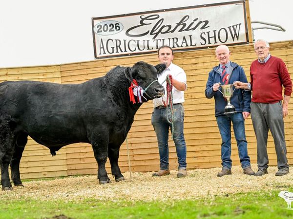 Lot 5 Carrick on Shannon Centenary sale - Main image