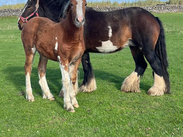 Filly foal - Main image