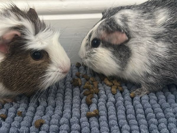 Female Guinea pigs for sale - Main image