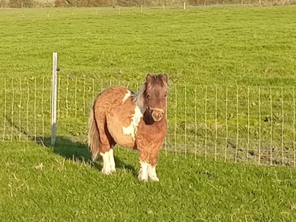 Falabella Colt foals - Main image