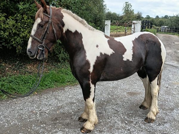 Horses - Main image