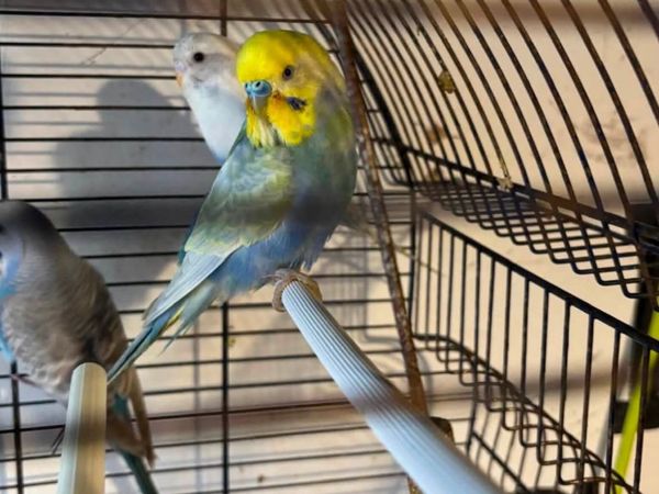 Budgie - Main image