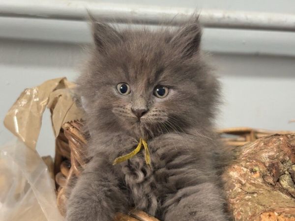 Maine Coon x British Shorthair **One Left** - Main image