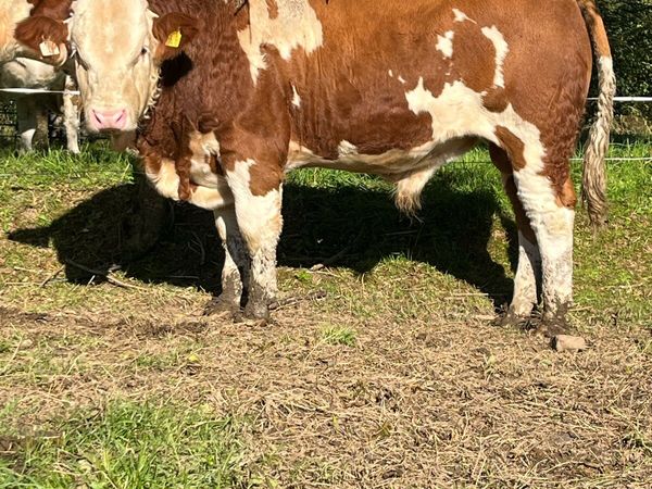 Pedigree Fleckvieh Bull for Sale - Main image