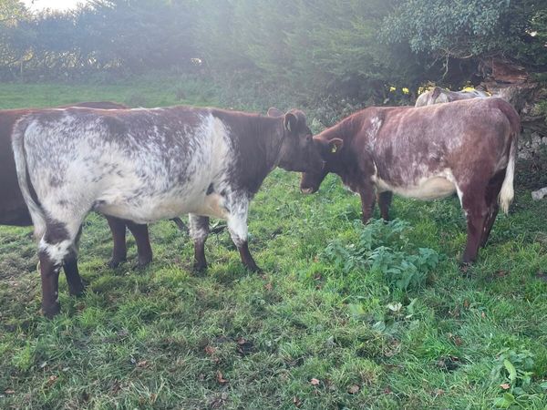 Roan incalf heifers - Main image