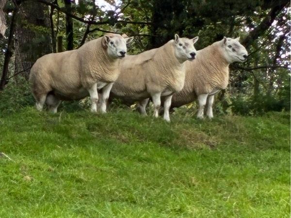 North Country x South Country Rams - Main image
