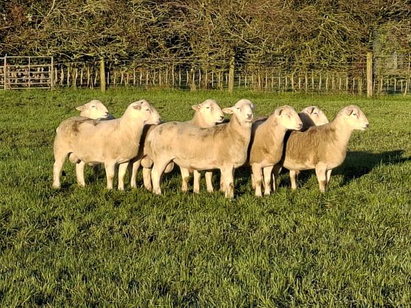 Easycare Ram lambs - Main image