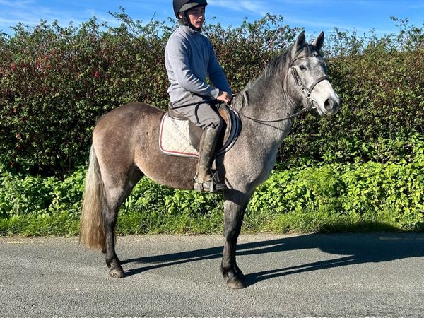 Lovely allrounder - Main image