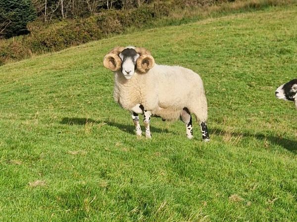 Lanark Ram - Main image