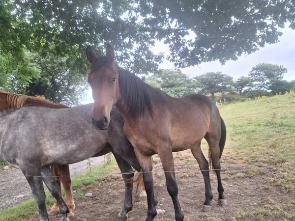 Sporthorse - Main image