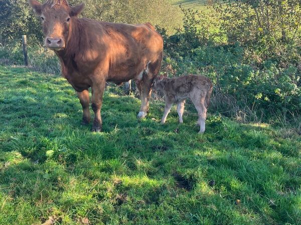 Incalf Heifers for sale - Main image