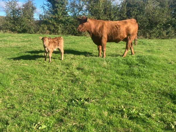 Incalf Heifers for sale - Main image