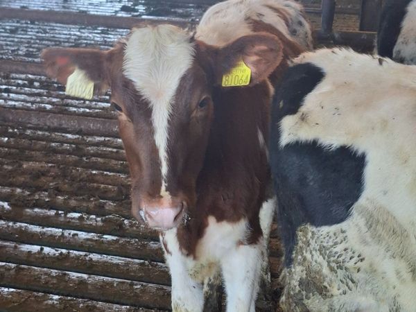 10 friesian heifer  weanlings - Main image