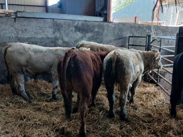 6 super bull weanings for sale in Tyrone for €1,234 on DoneDeal