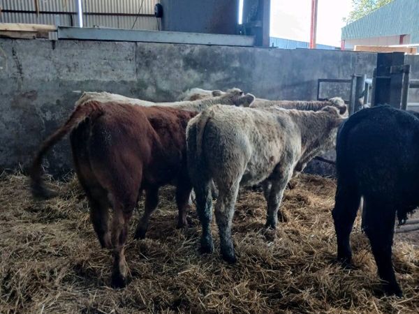 6 super bull weanings - Main image