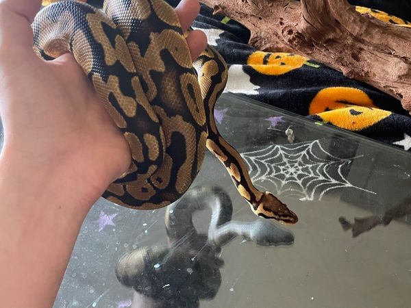Royal Python - Main image