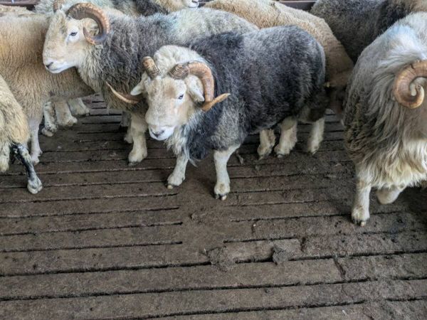 Herdwick rams - Main image