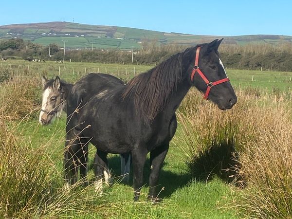 Aged Mare and dun foal for sale - Main image