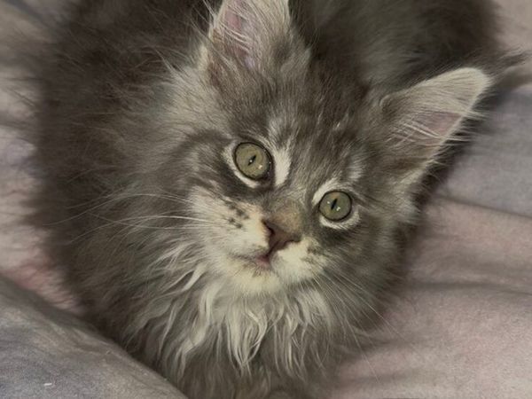 Maine Coon kitten - Main image