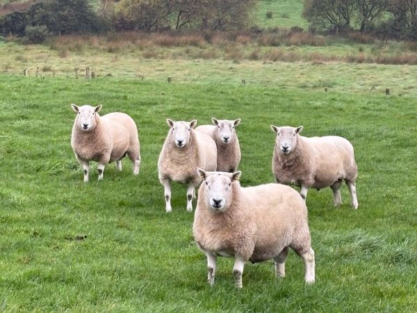 Hill Cheviot rams - Main image