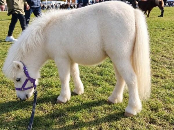 Fella Bella Shetland Pony Filly 🌸 - Main image
