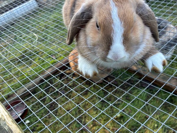 Rabbits - Main image