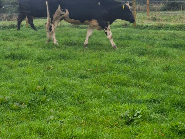 Br freisan heifers - Main image
