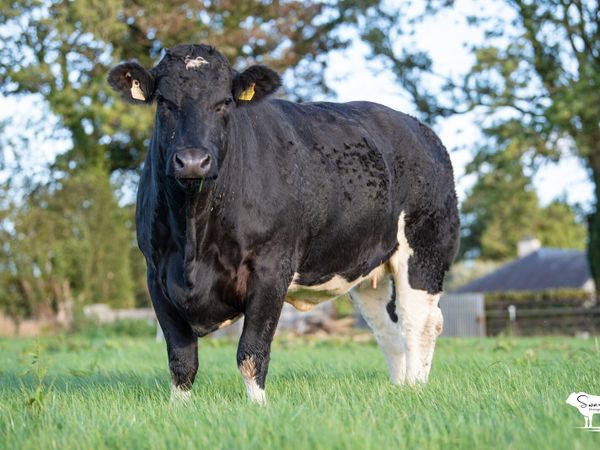 Roscommon mart SPRINGER sale - Main image