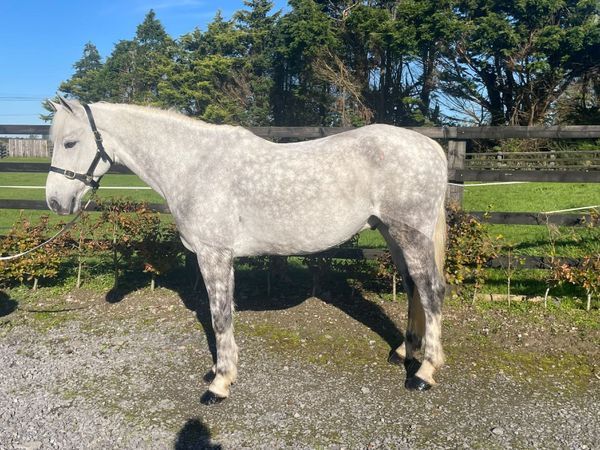 6 year old 15.1 Connemara gelding - Main image