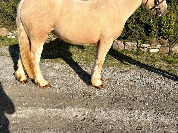 Stunning palomino - Main image