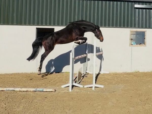 3 year old womaniser x Atlantic cruise filly - Main image