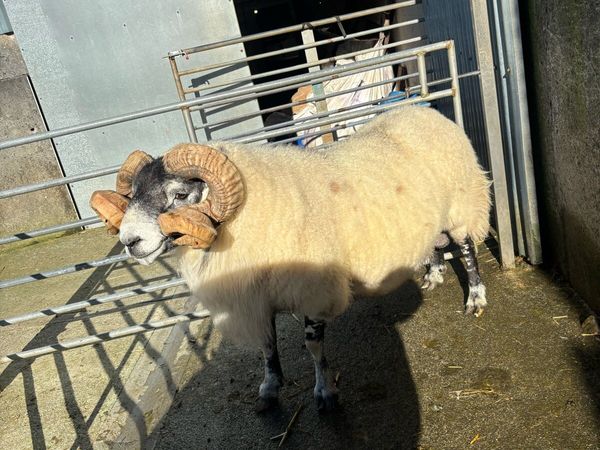 Lanark ram - Main image