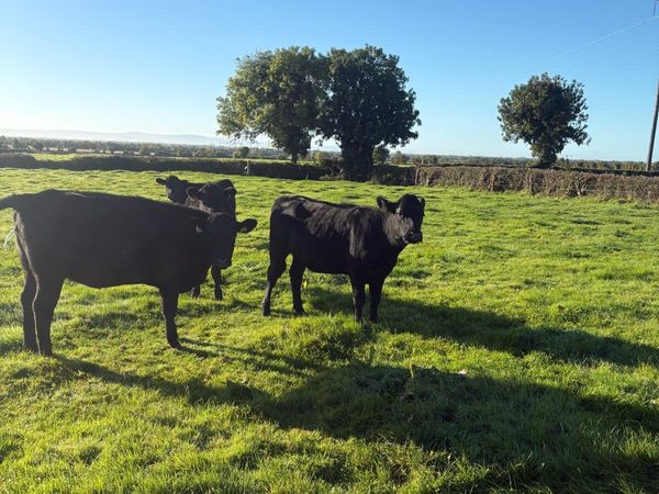 Heifers - Main image