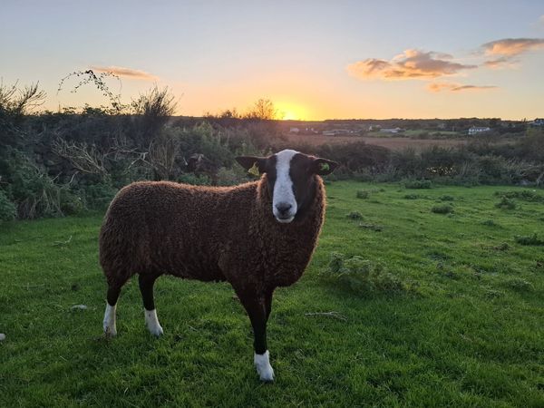Purebread registered zwartable ram lamb - Main image