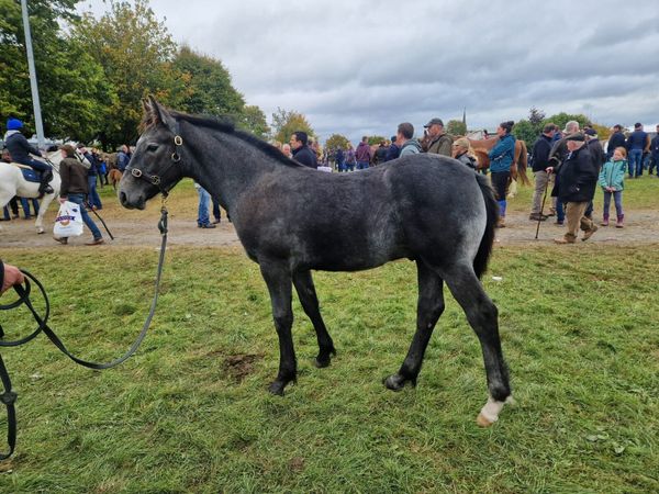 Draught Foal - Main image