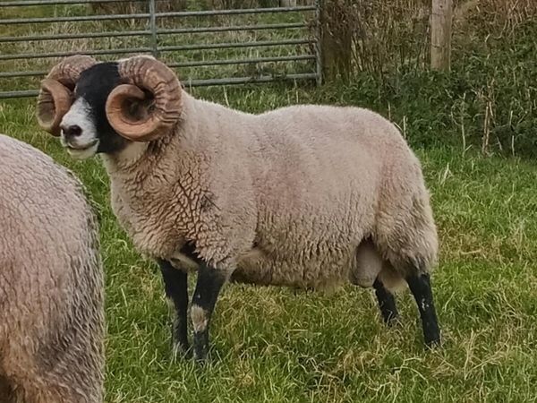 Lanark Hoggets - Main image
