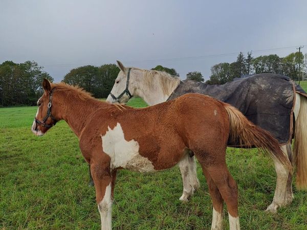 Irish draught colt foal - Main image
