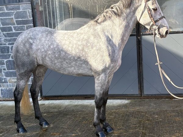 Pony LOT 55 - Main image