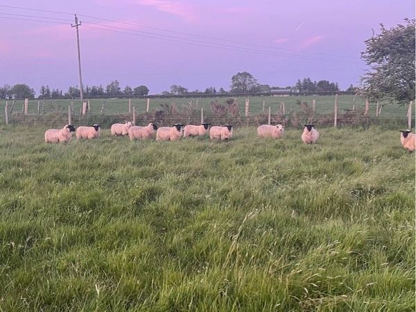 Sheep grazing wanted - Main image