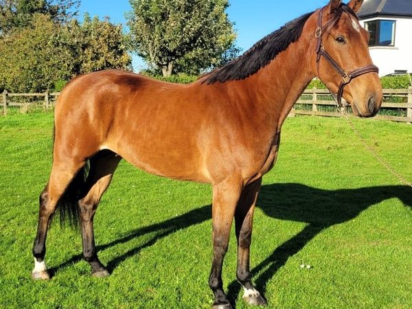 Talented 3yo Gelding - Main image