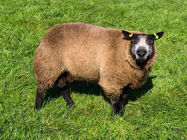 Pb registered Texel ewes and rams - Main image