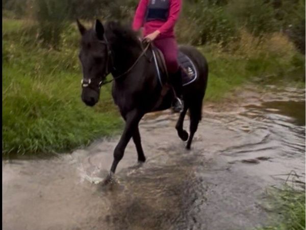 15hh Mare - Main image