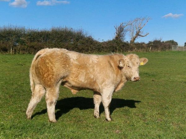 bernhard-grinders Farming Ads For Sale in Ireland | DoneDeal