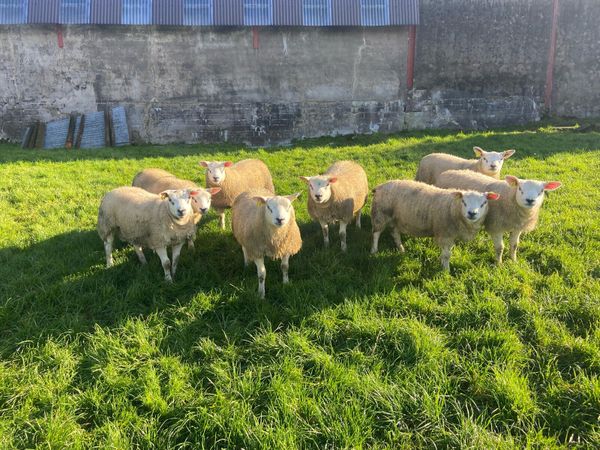 Texel, CharTex and SuffTex Rams - Main image