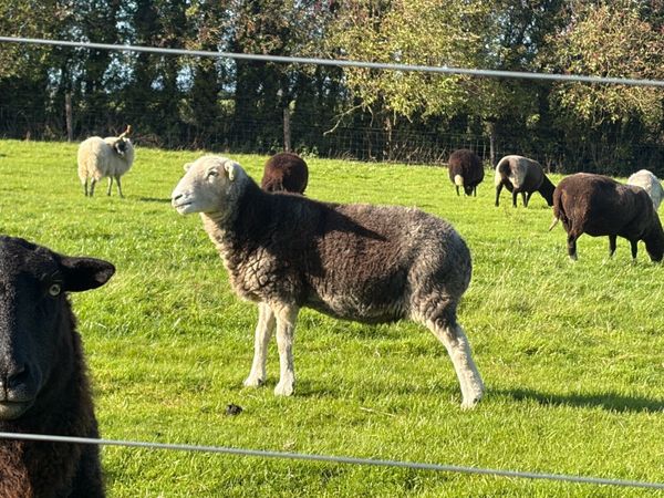 Zwartbles ewe X lambs - Main image